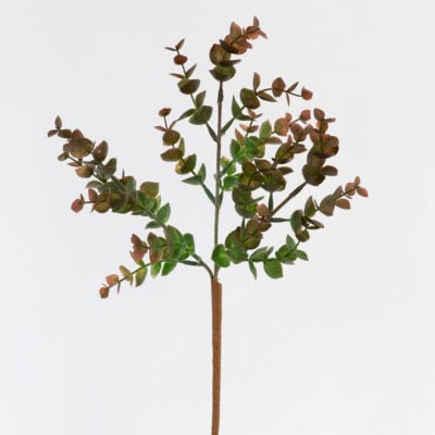 Eucalyptus Sprig