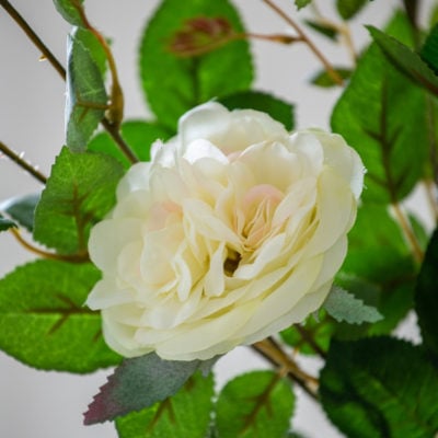 Rose Spray Cream