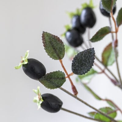 Rose Hips Black