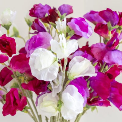 Sweet Pea Mixed