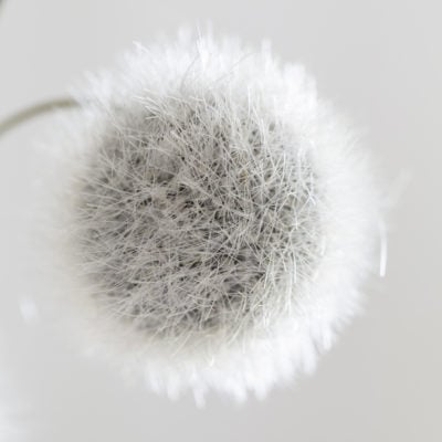 Onion Grass Silver