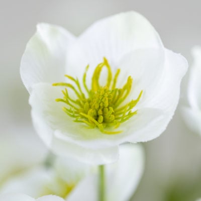 Hellebore White