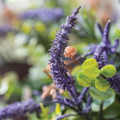 Veronica Eucalyptus & Cotinus Bouquet