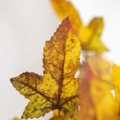 Autumn Maple Stem