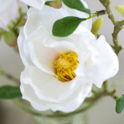 Magnolia Stem