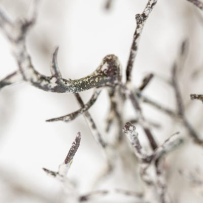 Hawthorn Branch