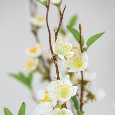 Cherry Blossom White
