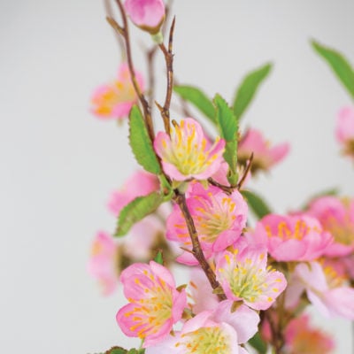 Cherry Blossom Pink
