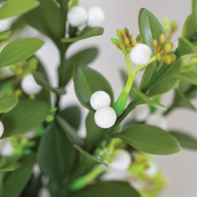 Mistletoe