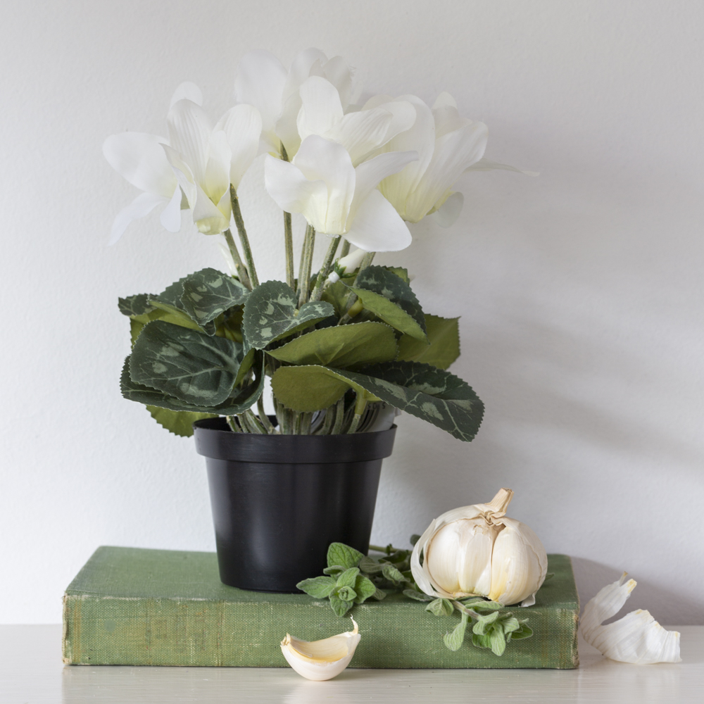 Cyclamen White in Pot