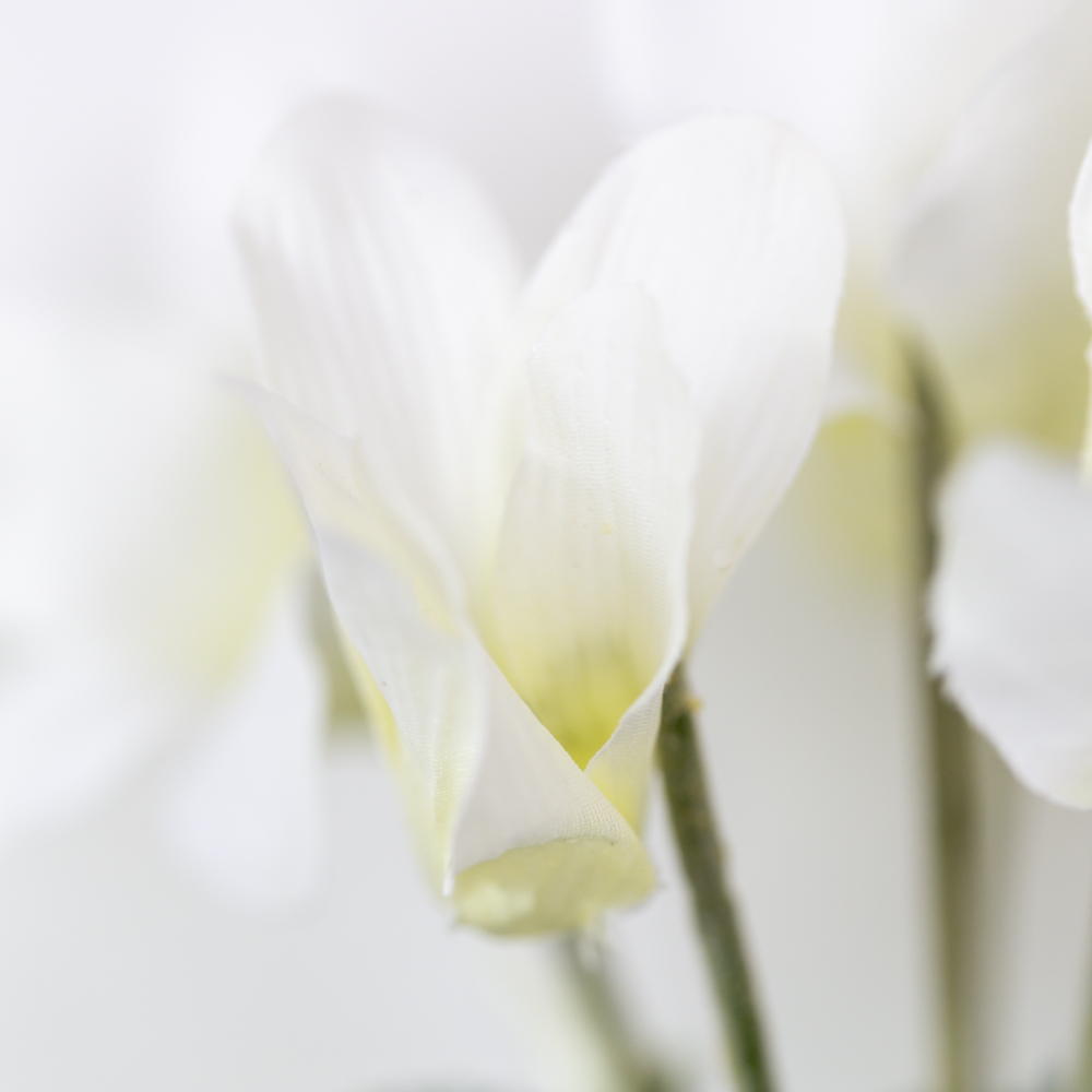 Cyclamen White in Pot