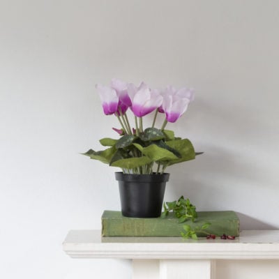 Cyclamen Pink in Pot