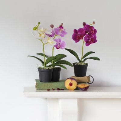 Mini Mixed Orchid in Pot