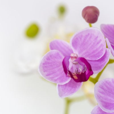 Mini Mixed Orchid in Pot