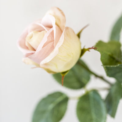 Rose Apple White