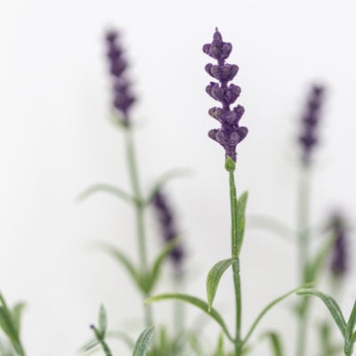 Lavender in Pot
