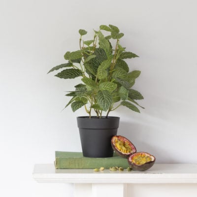 Fittonia In Pot