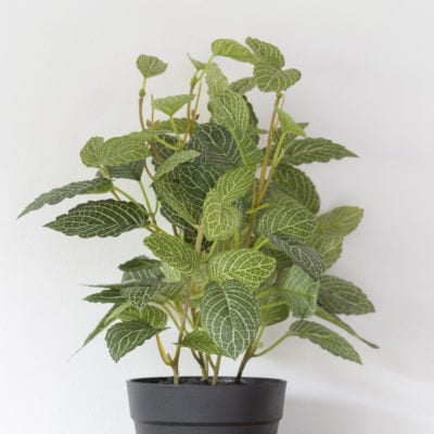 Fittonia In Pot