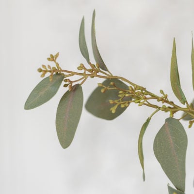 Eucalyptus Spray with Seeds