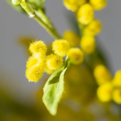 Mimosa Spray