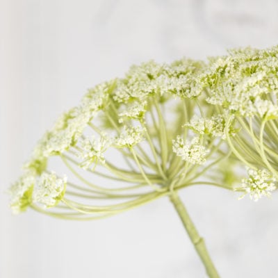 Cow Parsley