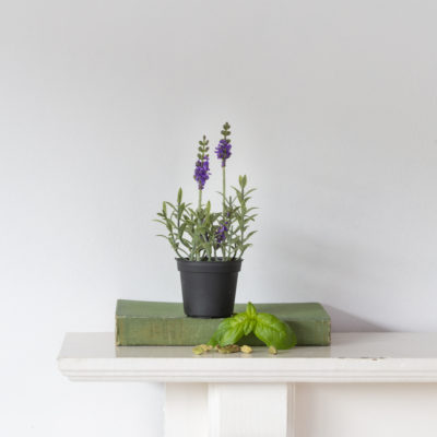 Mini Mixed Lavender in Pot
