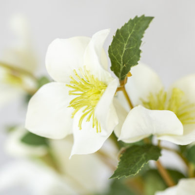 Hellebore Off White