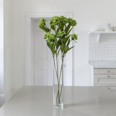 Queen Annes Lace Green