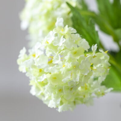 Viburnum Lime Small