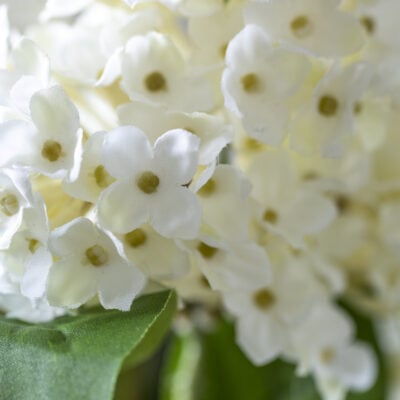 Lilac Stem Cream