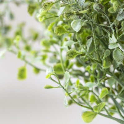 Eucalyptus Gunnii Spray