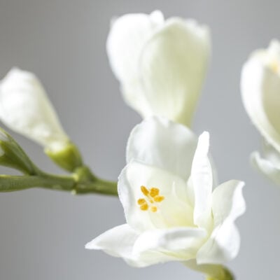 Freesia Spray Cream