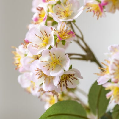 Fruit Tree Blossom