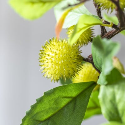 Chestnut Branch