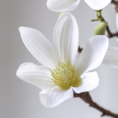 Magnolia White