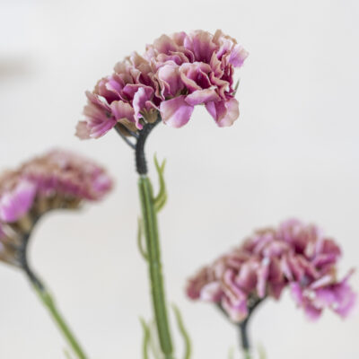 Statice Pink
