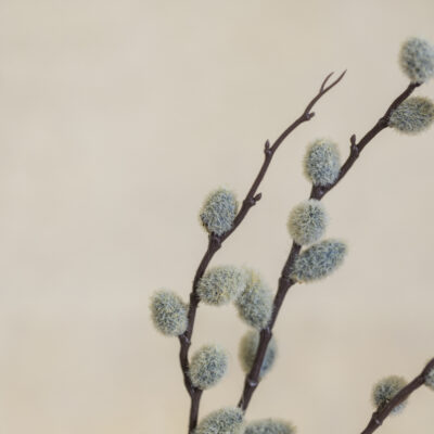 Pussy Willow