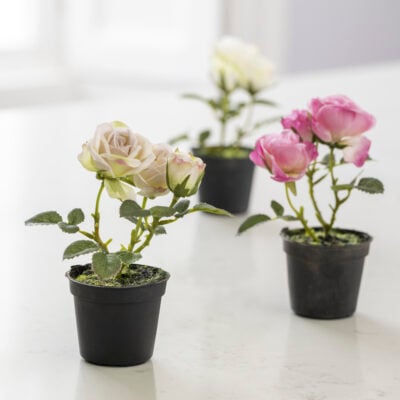 Mini Rose in Pot