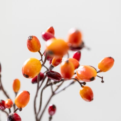 Barberry