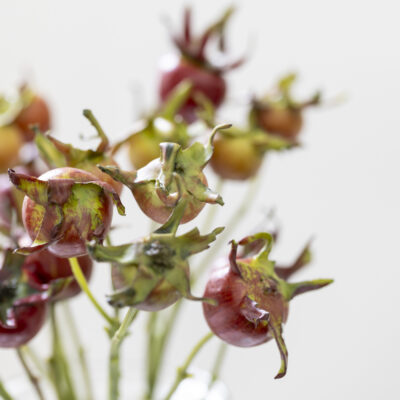Rose Hip Spray
