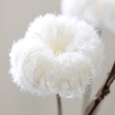 Pipestem Clematis