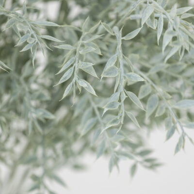 Ruscus Spray