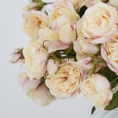 Tea Rose Blush