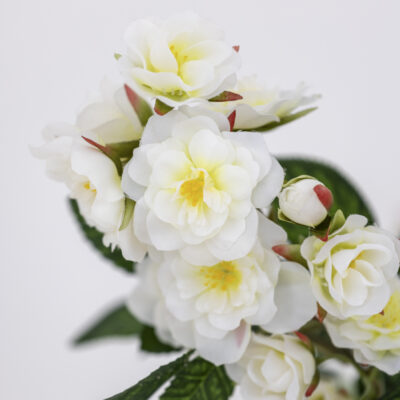 Climbing Rose Cream