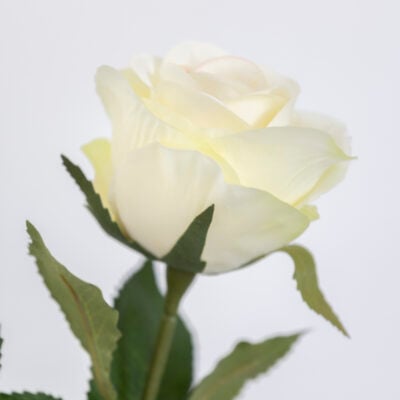 Rose Cream