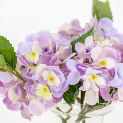 Hydrangea Mauve