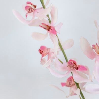 Phoenix Orchid