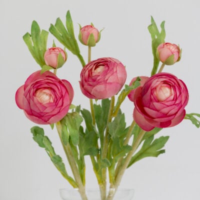 Ranunculus Pink