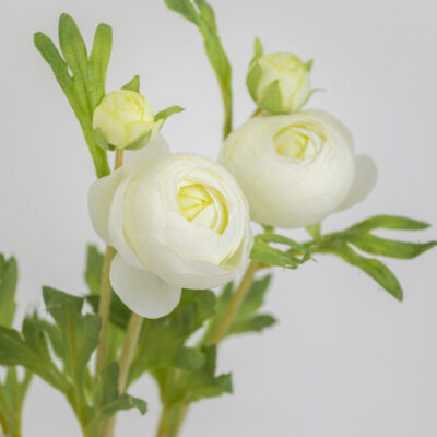Ranunculus Cream