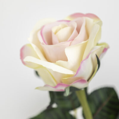 Rose Single Stem Pink Edged